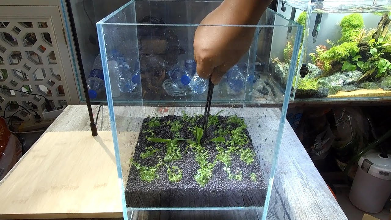 另類玩法 享受無水環境下種植水草的樂趣making A Aquaterrarium Youtube 另類玩法 享受無水環境下種植水草的樂趣making A Aquaterrarium Youtube
