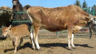 Jarní odpoledne na Farmě Wenet v Broumově - část 1