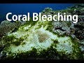 白化して台風でバキバキになったサンゴ😢Corals Destroyed by Storms - Coral Bleaching before&amp;after -