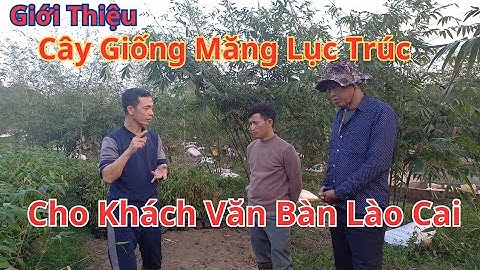 Giới thiệu chi tiết về giống măng tre lục trúc cho khách Lào Cai