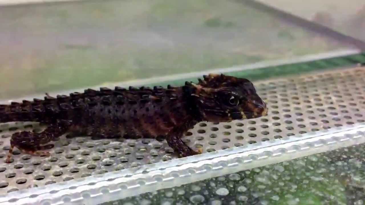 red eyed crocodile skink petco Tribolonotus gracilis ~ 3 months old