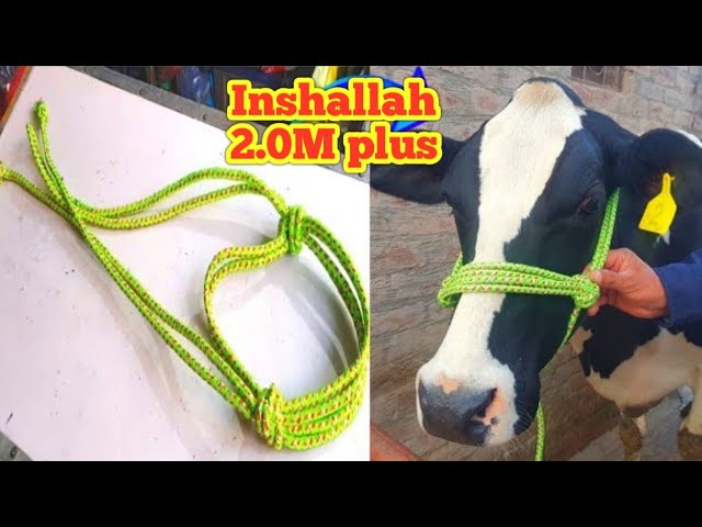 How to make rope halter for dairy cow | easy way to make rope halter | dairy and agri vlogs class=