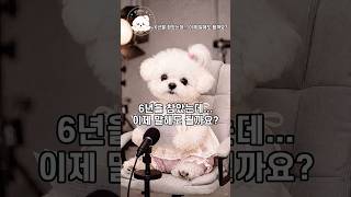 6년을 참았는데... 이제 말해도 될까요? I've put up with this for six years... #설상담소 #서리상담소 #고민상담 #puppy #dog #cute