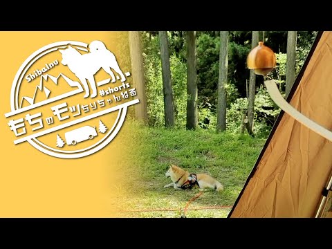 【ソロキャンプ】風鈴と柴犬【Shiba inu】 #shorts