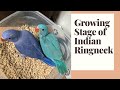 GROWING STAGE OF INDIAN RINGNECK