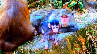 Bad Day Of Poor Family Monkeys