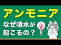中1理科『アンモニアの噴水実験』の仕組みが4分でわかる授業/化学8