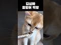 소리 쥑이네 #고양이 #cat #각종유머 #viralvideo