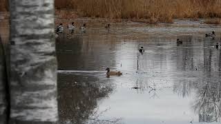 Flooded picnic field filled with mallards and a beautiful pale golden duck