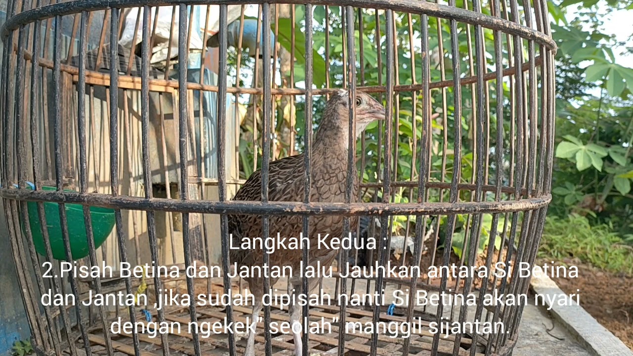 Tips Agar Ayam Hutan Muda  cepat Kokok  &  Birahi