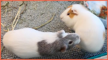 Best guinea pig noises of the wheek! (2021 Week 8)