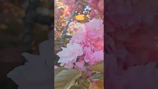 #сакура #цветет #японскаявишня #сочи #адлер