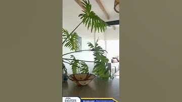 🧠 Facilitates Emotional Connection 💭