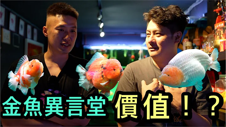 金鱼异言堂-金鱼的价值！？金鱼贵吗？到底多少钱的金鱼才是合理的,人家总是对你的鱼有不一样的看法,养鱼是种兴趣娱乐,快乐比较重要 - 天天要闻