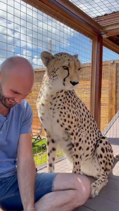 Cheetah and human❤️