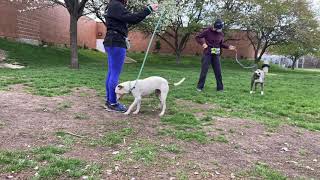 Fern & Oleg Leash Test