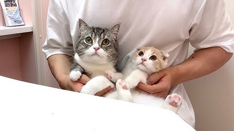 初めて兄弟一緒に病院に行ったら猫たちがこうなっちゃいました…