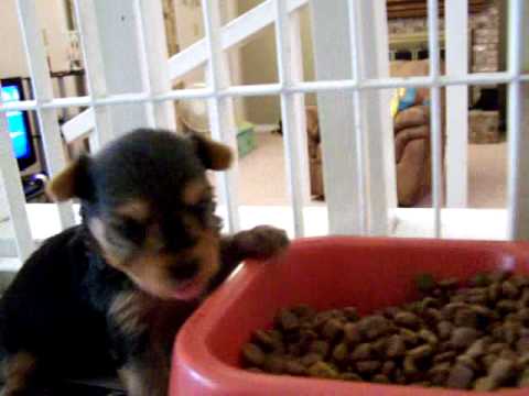 3 week old Yorkie puppy eating dry food - YouTube