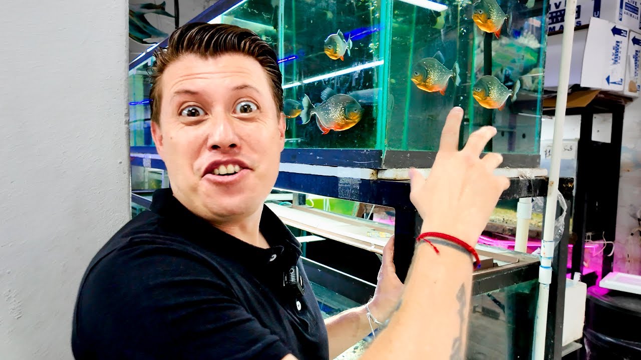 En búsqueda de los peces mas AGRESIVO de mercado de los peces de la Morelos