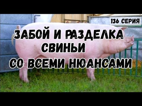 Забой и разделка свиней в домашних условиях видео