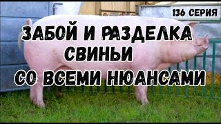 Забой и разделка свиньи со всеми нюансами.