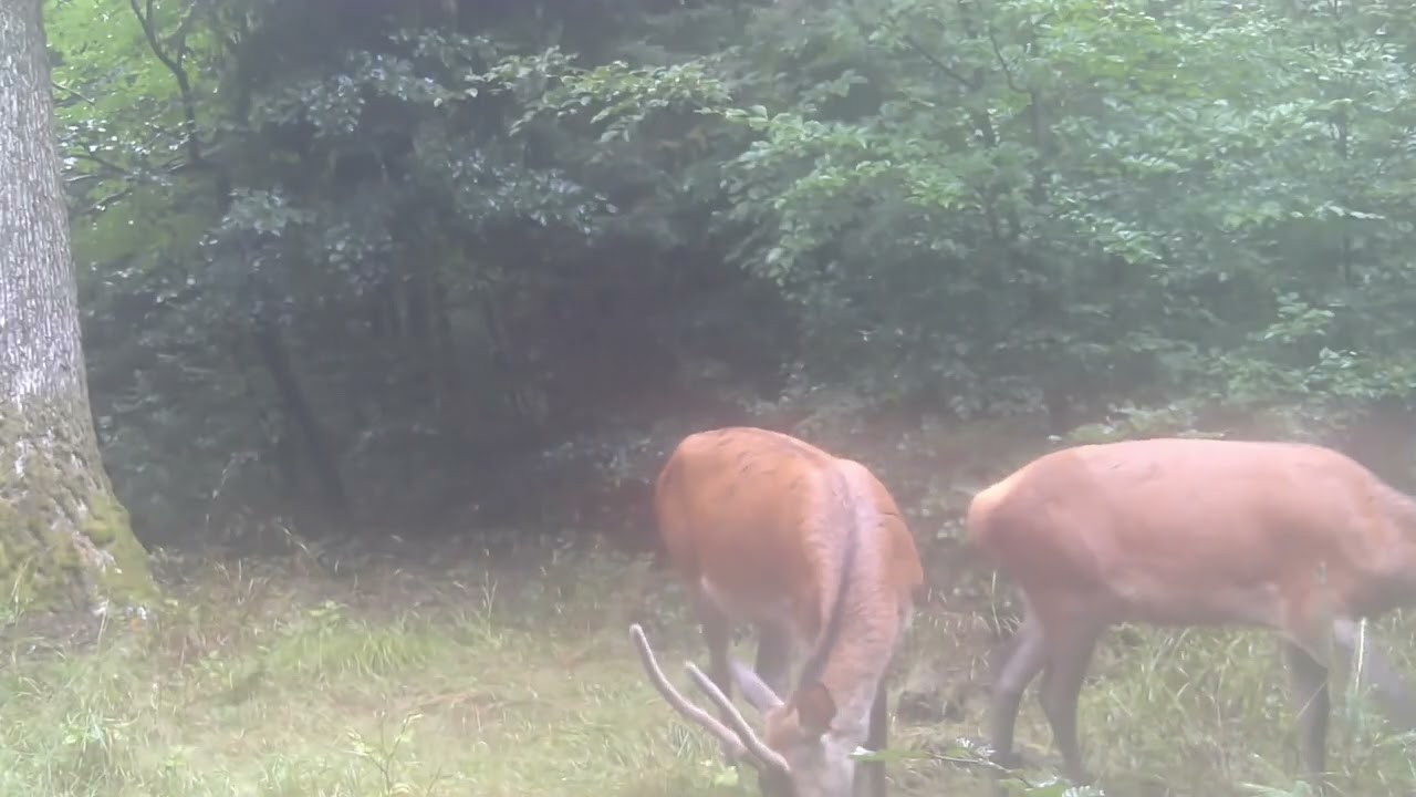 Une clairière bien frequentée