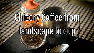 Chicory Coffee from Landscape to Mug