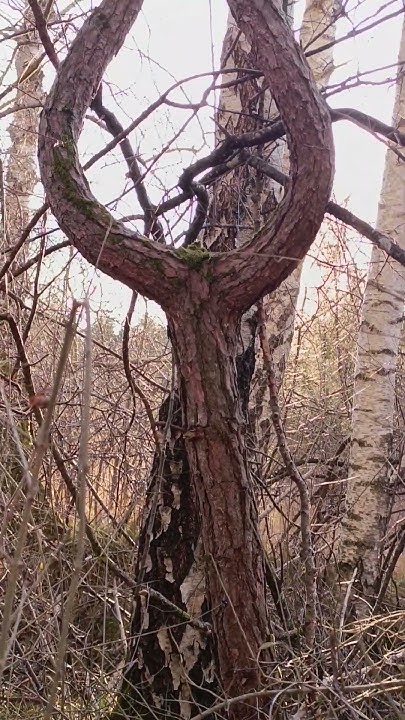 Не обычно выросло дерево #природа - YouTube