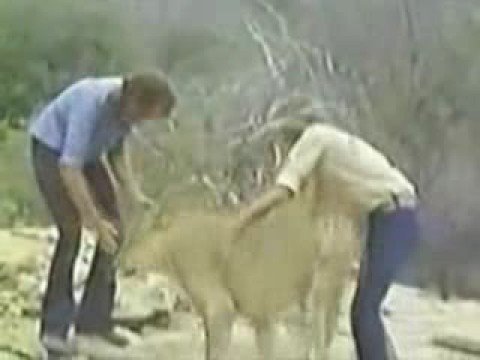 História do Leão Christian - Leãozinho - Amizade verdadeira / Amor sincero de um "animal"