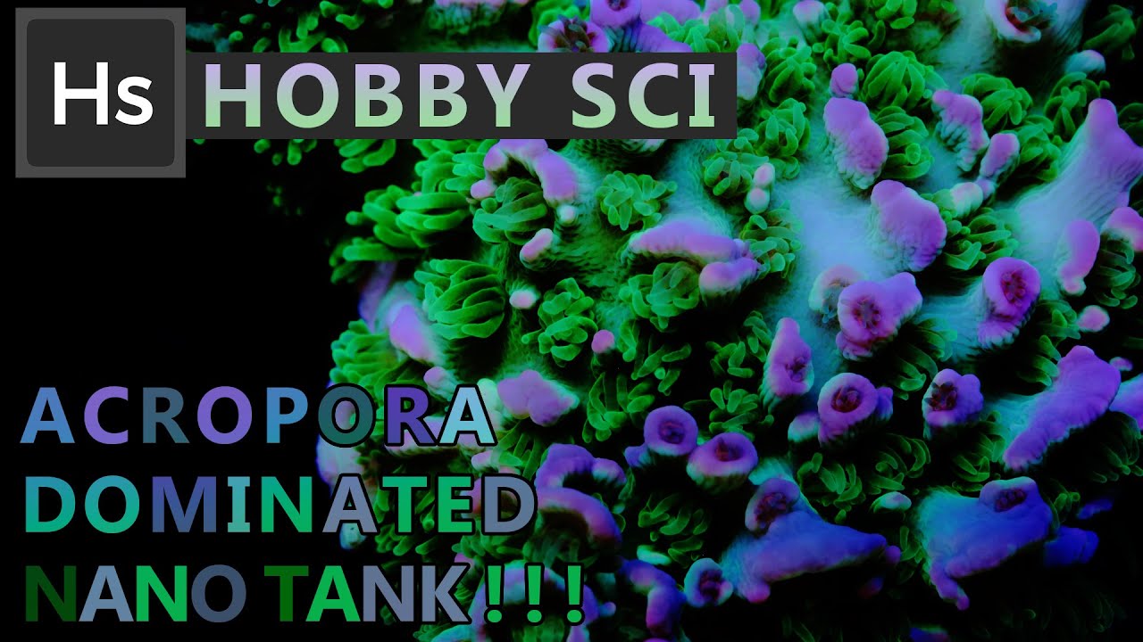 Amazing Acropora Dominated Nano Reef Tank!