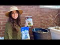 Refreshing Potted Perennials | Container Gardening Tips