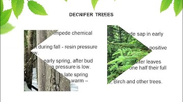 When to Inject: Timing Mauget Micro-Injections for Tree Health | Advanced Training