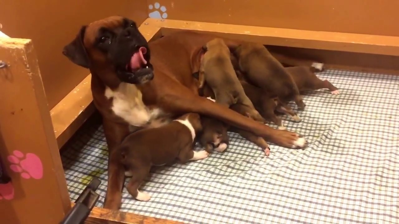 Boxer Breeding and Whelping Part 9 Shugga's 1st Litter Weeks 2