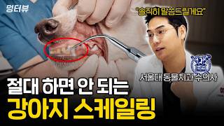수의사가 경고하는 강아지 스케일링 진실 (덴탈껌, 뿌리는 스프레이 효과 있나요?) | 멍터뷰 ep.71