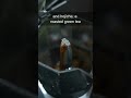 Making Tea In A Moka Pot Shorts 