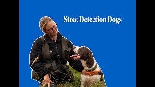 How Stoat Detection Dogs are helping native wildlife in Orkney