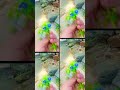 short video #youtubeshorts #beautiful #viralshort #vidio