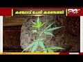 റോഡ് സൈഡിൽ കഞ്ചാവ് ചെടി; കേസെടുത്ത് അന്വേഷണം ആരംഭിച്ച് പൊലീസ് | Kozhikode