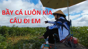 Câu cá mùa nước đổ đầu nguồn về, nước đục ngầu cả nhà ơi | Câu Cá Miệt Vườn T52