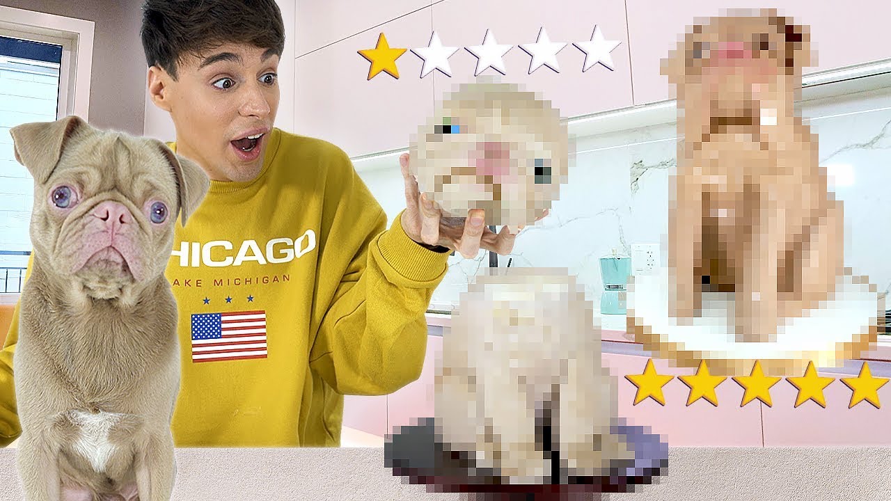 I ordered a REALISTIC cake of MY DOG from 1 vs. 5 STAR BAKERY