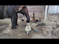 baby girl washing a big elephant                             . . . . . . . . . .