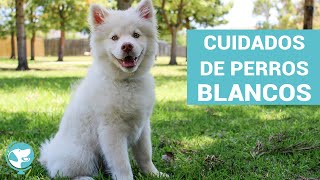 Cuidados especiales para PERROS BLANCOS 🐩 Resimi