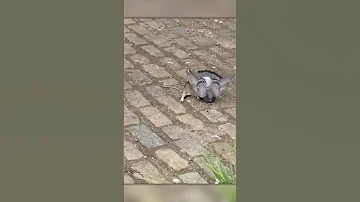 Крыса Охотится на Голубей