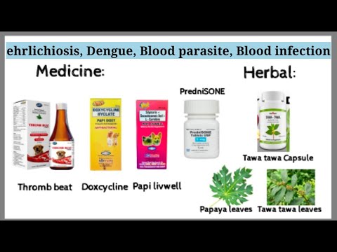 Video: Diagnosis At Paggamot Para Sa Chagas Disease Sa Mga Aso