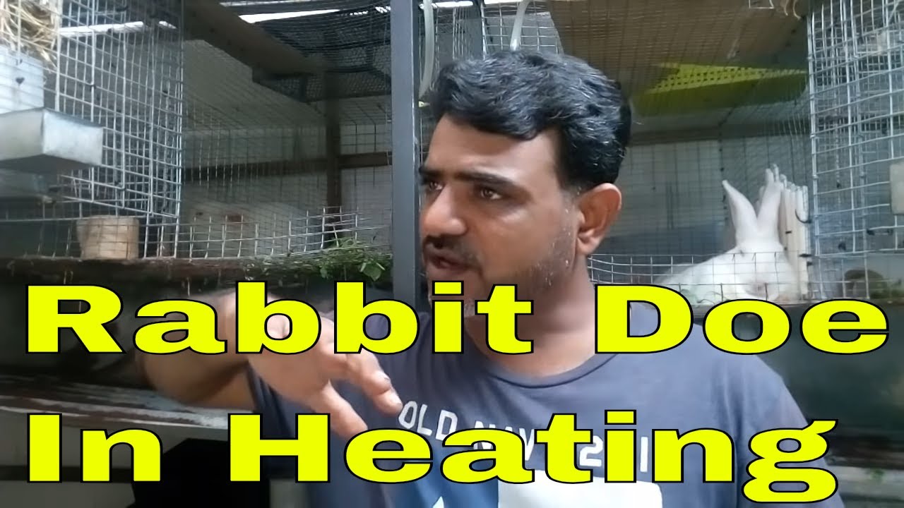 Doe Rabbit in Heat 