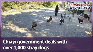 Pemerintah Chiayi menangani lebih dari 1.000 anjing liar｜Taiwan News