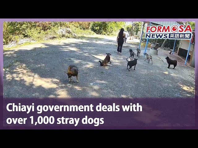Chiayi government deals with over 1,000 stray dogs｜Taiwan News