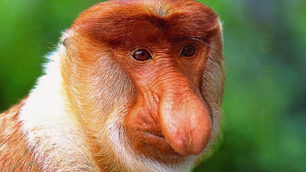 Singe à Gros Nez