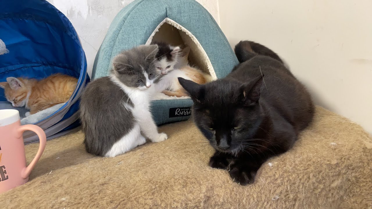 When will a pregnant cat give birth to kittens? 