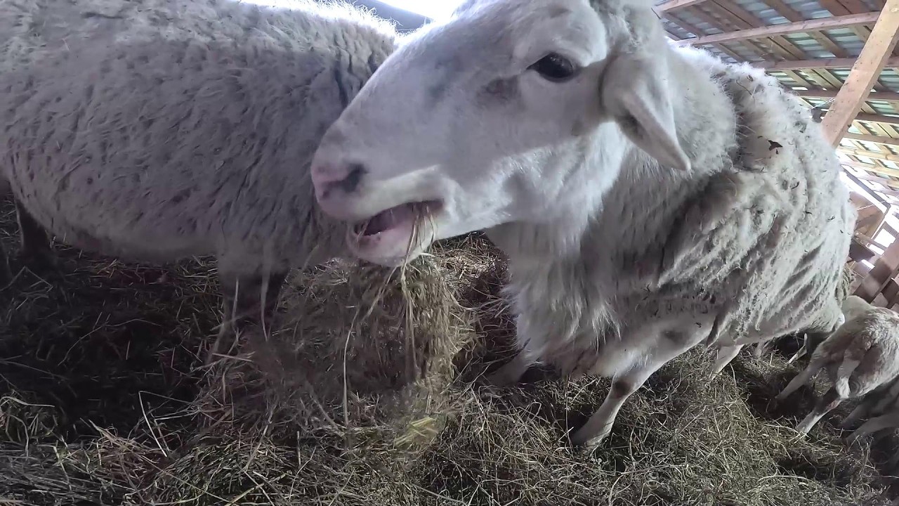 Хутор завалило ! Крыши гнутся ! ХУТОР В ЛЕСУ №981